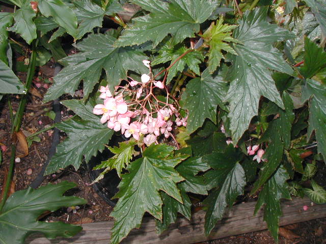 B. ‘Nora Hanson’